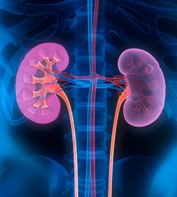 Chronic Kidney Disease: Genetic Components and Management